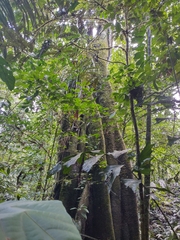 Ficus