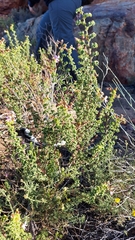 Pelargonium englerianum