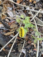 Lophocampa argentata