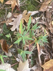 Dichanthelium commutatum