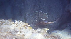 Pterois miles