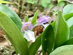 Galearis spectabilis