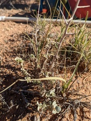 Atriplex confertifolia