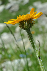 Senecio doronicum