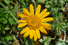 Senecio doronicum