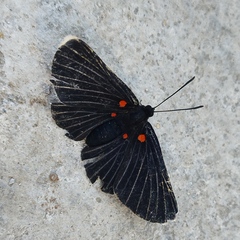 Melanis acroleuca acroleuca