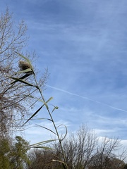Phragmites australis