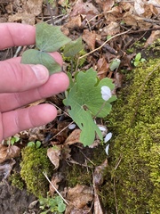 Jeffersonia diphylla