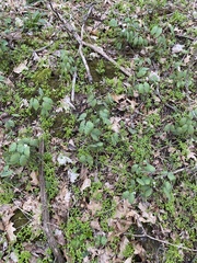 Jeffersonia diphylla