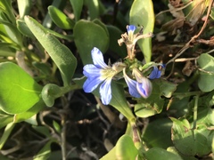 Scaevola calendulacea