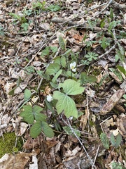 Jeffersonia diphylla