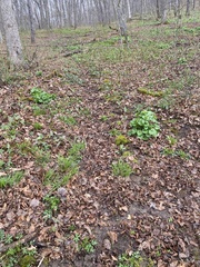 Jeffersonia diphylla