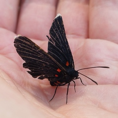 Melanis acroleuca acroleuca