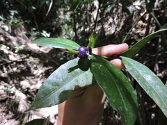 Psychotria laciniata