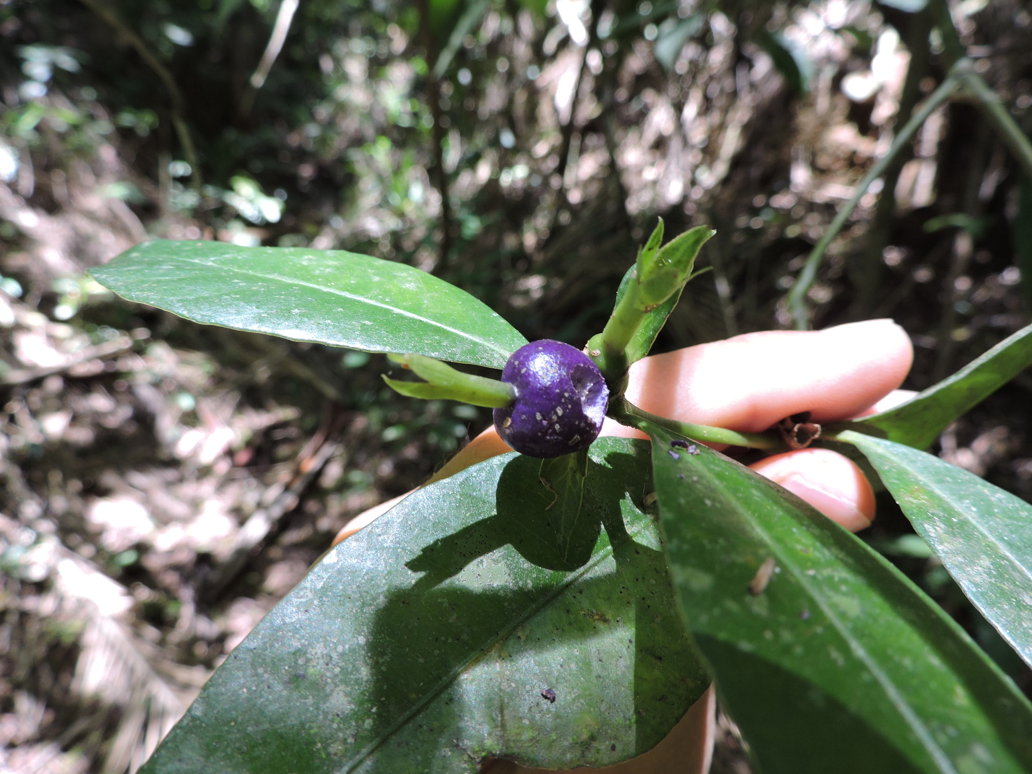 Psychotria laciniata