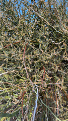 Phoradendron californicum
