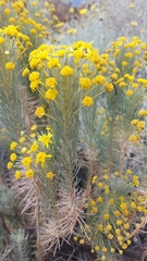 Euryops tenuissimus