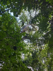 Ficus