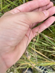 Juncus dudleyi