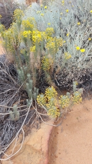 Euryops tenuissimus