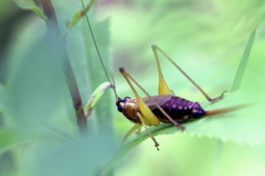 Conocephalus nigropleurum