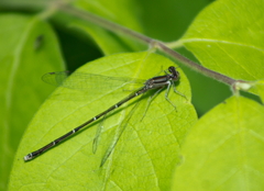 Enallagma vesperum