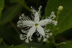 Trichosanthes cucumerina