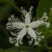 Cucurbitaceae - Photo (c) Prajwal J Ullal, μερικά δικαιώματα διατηρούνται (CC BY-NC), uploaded by Prajwal J Ullal