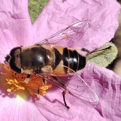 Eristalis similis