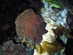 Daedaleopsis tricolor