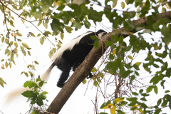 Colobus caudatus
