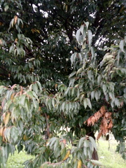 Prunus serotina capuli