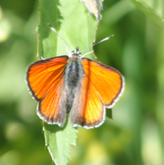 Lycaena hippothoe