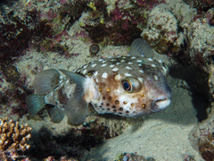 Cyclichthys spilostylus