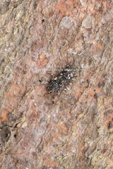 Eucorynus crassicornis