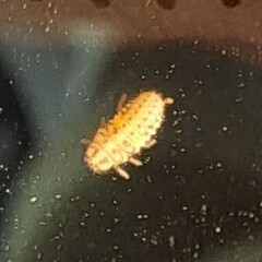 Coccinellinae