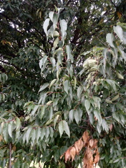 Prunus serotina capuli