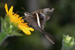 Chioides albofasciatus