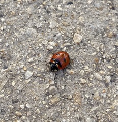 Coccinella transversoguttata