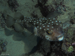 Cyclichthys spilostylus