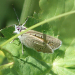 Lycaena hippothoe