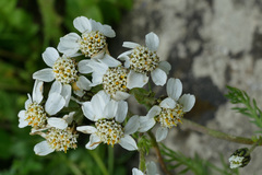 Achillea atrata