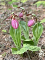 Cypripedium acaule