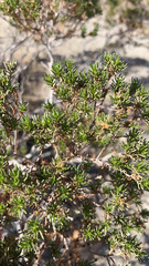 Peucephyllum schottii