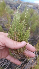 Dicerothamnus rhinocerotis