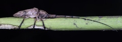Aulaconotus pachypezoides