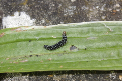Zelotherses paleana