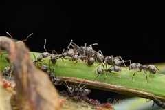 Dolichoderus thoracicus