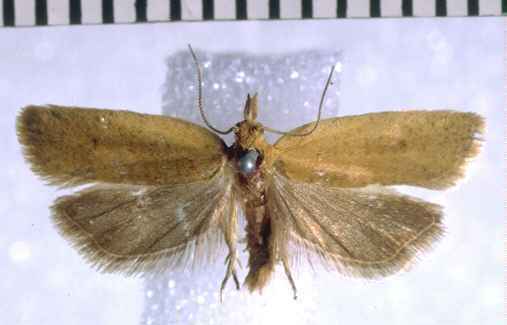 Epichorista lindsayi