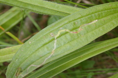 Phytomyza plantaginis